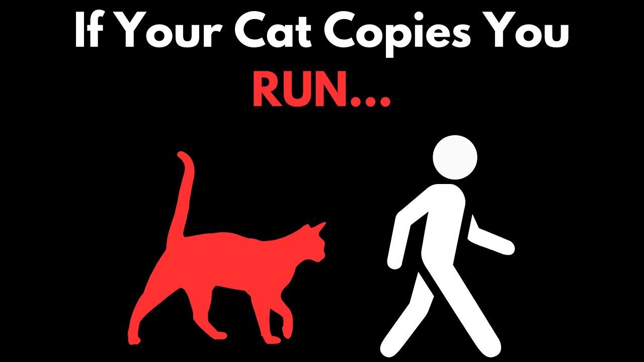 Analog Horror - If You See Your Cat Copying You…RUN.