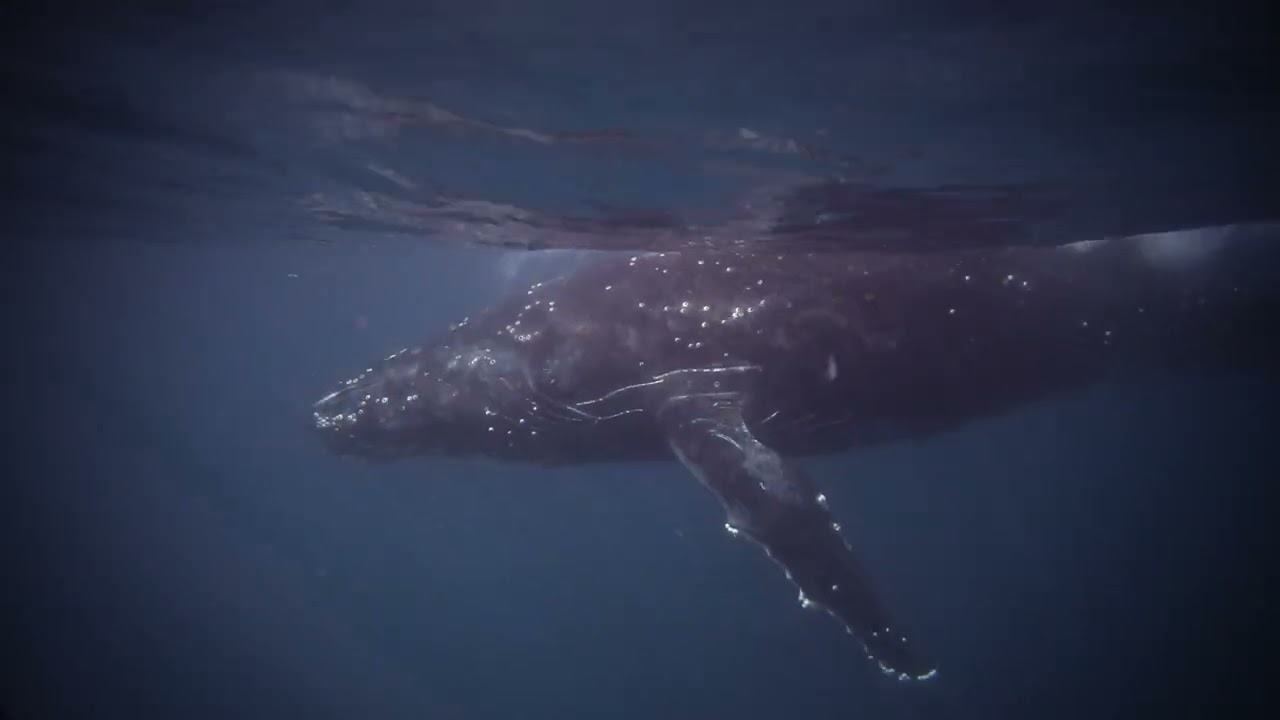 2023 Sardine Run Documentary
