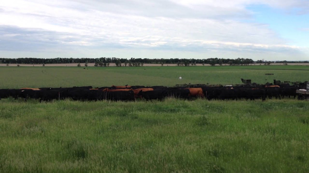 Moving cattle with Gabe Brown