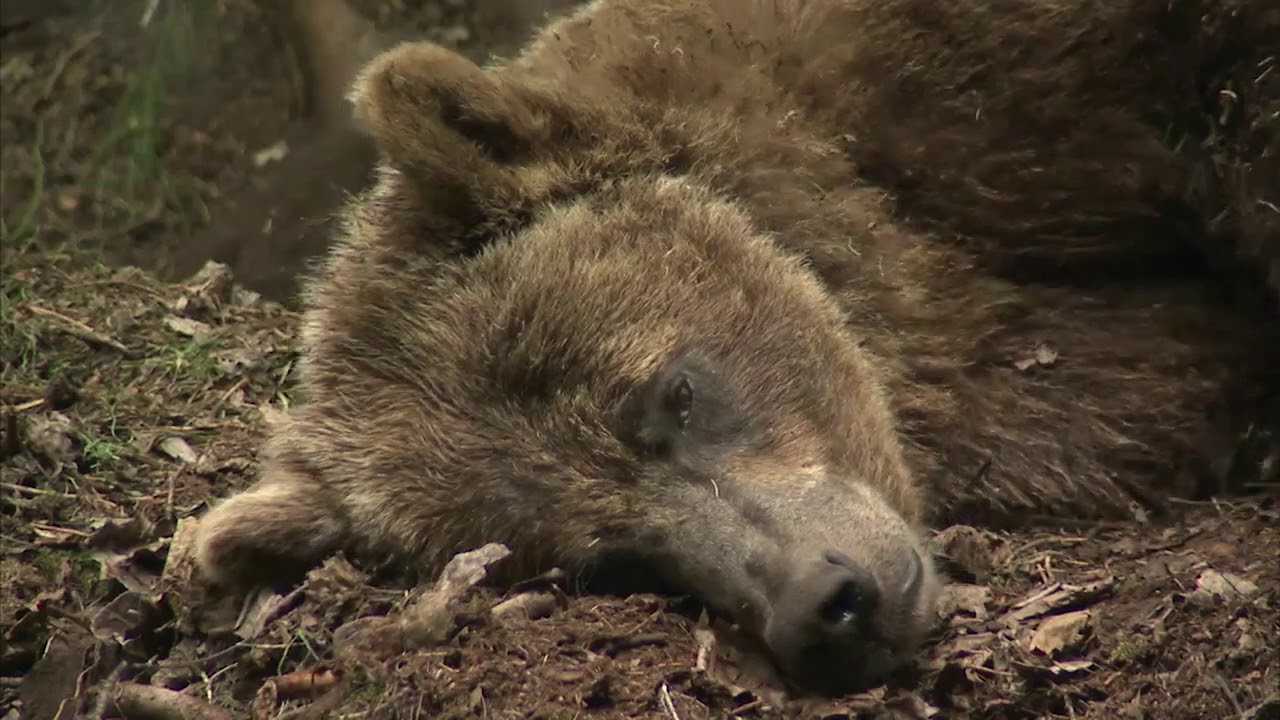 MOTHER GRIZZLY NURSING – RARE FOOTAGE FROM BEAR VIEWING LODGE EXPERIENCE