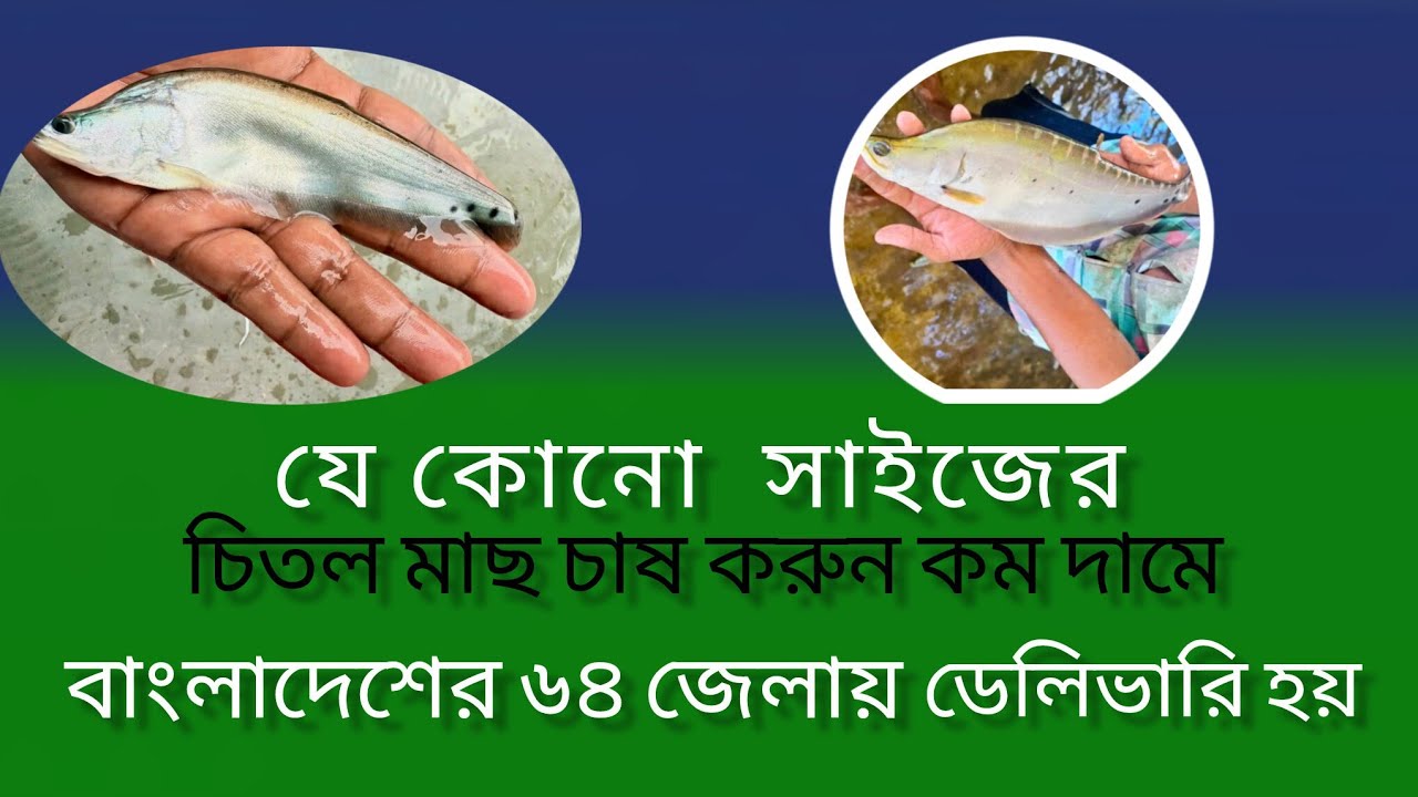 চিতল মাছের পোনা চাষ করুন কম দামে  মোবাইল ✆ 01771793800 WhatsApp 