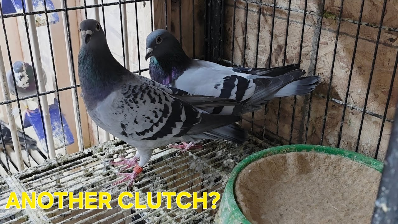 VLOG 69| SALANG O PAHINGA MUNA? | CMPADUA LOFT | #kalapatids #pigeon #bird #animals 