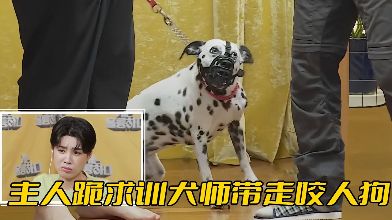 斑點狗瘋狂撕咬主人，氣得主人一家給訓犬師下跪，求他把狗帶走