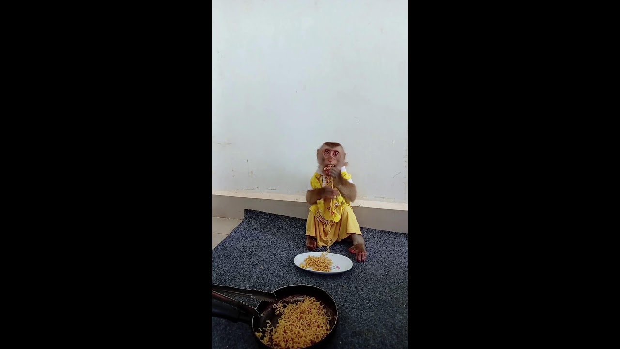 Mom cooking noddle for Bain eat  #monkeymonkey #babyanimal #babymonkey #babyprimate