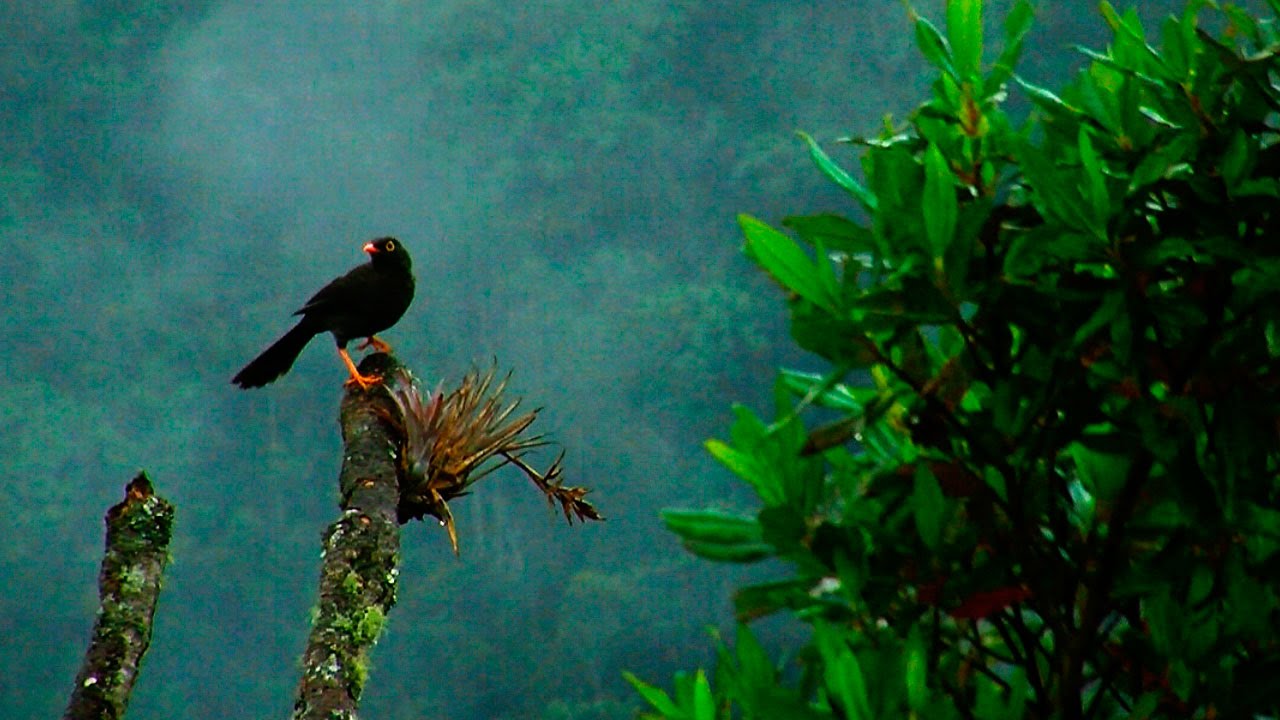 Características de los Bosques de Niebla (El Retiro - Antioquia) - TvAgro por Juan Gonzalo Angel