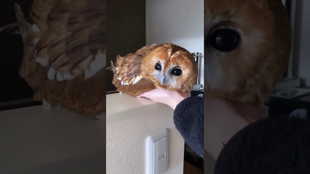 My babe 😍❤️✨ #mybirds #beauty #birdlove #owl #owls #lovers #owllover