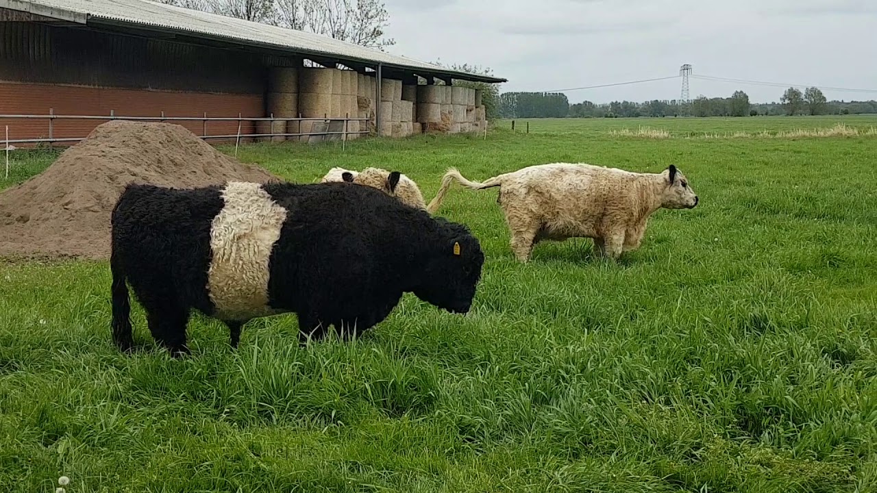 Galloway Löwenbruch: Zuchtbulle Neu in der Mutterkuhherde