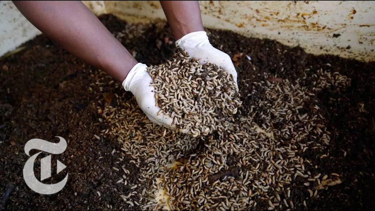 Maggot Mystery | ScienceTake | The New York Times