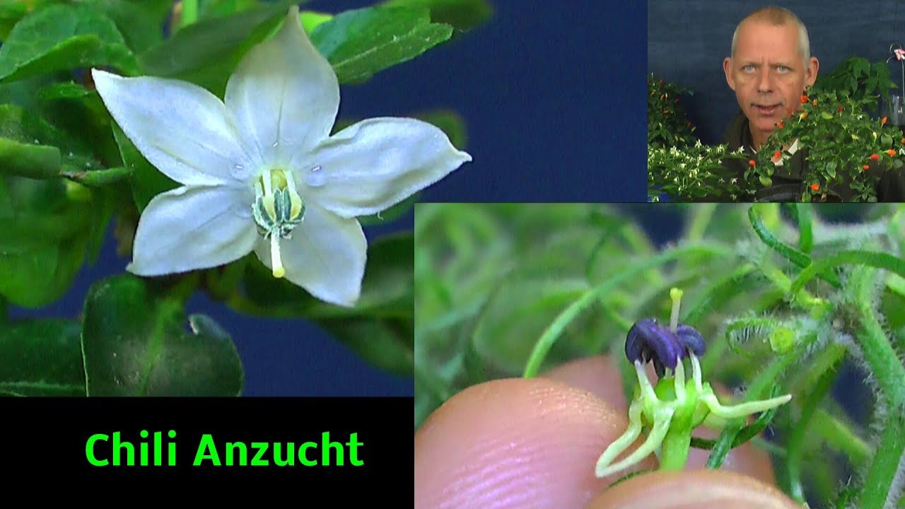 Chili Anzucht im Winter Erfahrungen und Ergebnisse