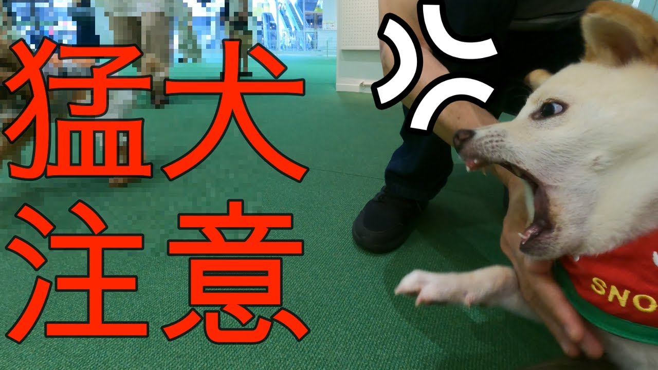 【豆柴】【放送事故】初めてのドッグランで他のワンちゃん達を凸しまくる😱