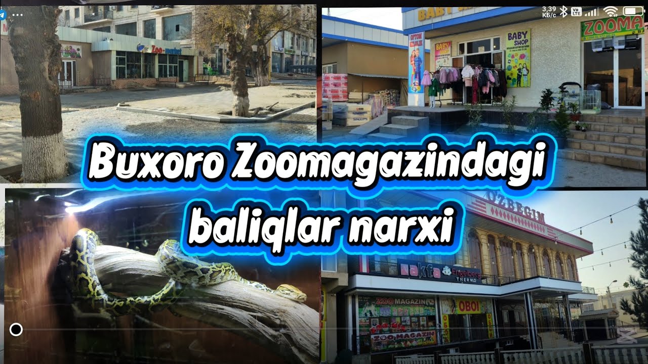 Buxoro Zoomagazinlardagi baliqlar narxi