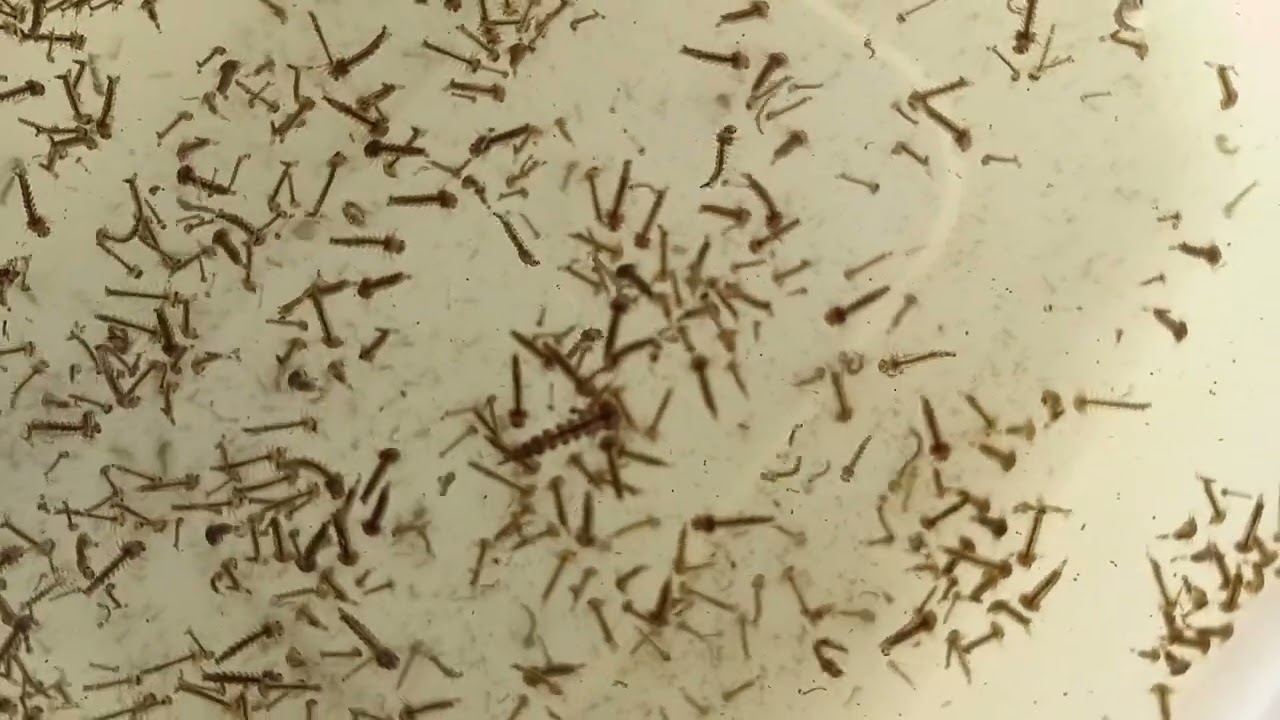 Larva de Mosquito