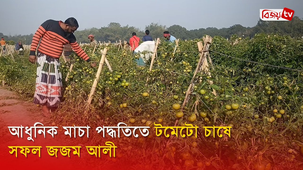 আধুনিক মাচা পদ্ধতিতে টমেটো চাষে সফল জজম আলী | Bijoy TV