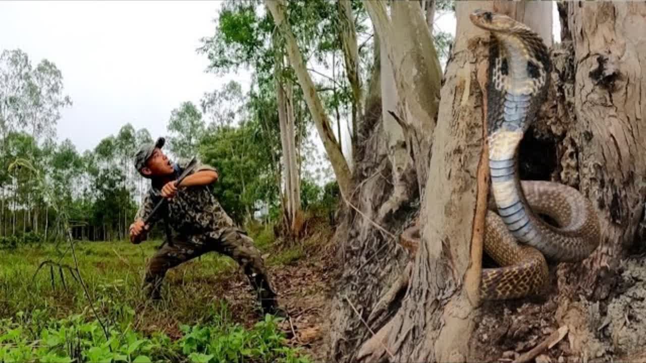 Wild Snake Hunting|Snake Hunt Adventure