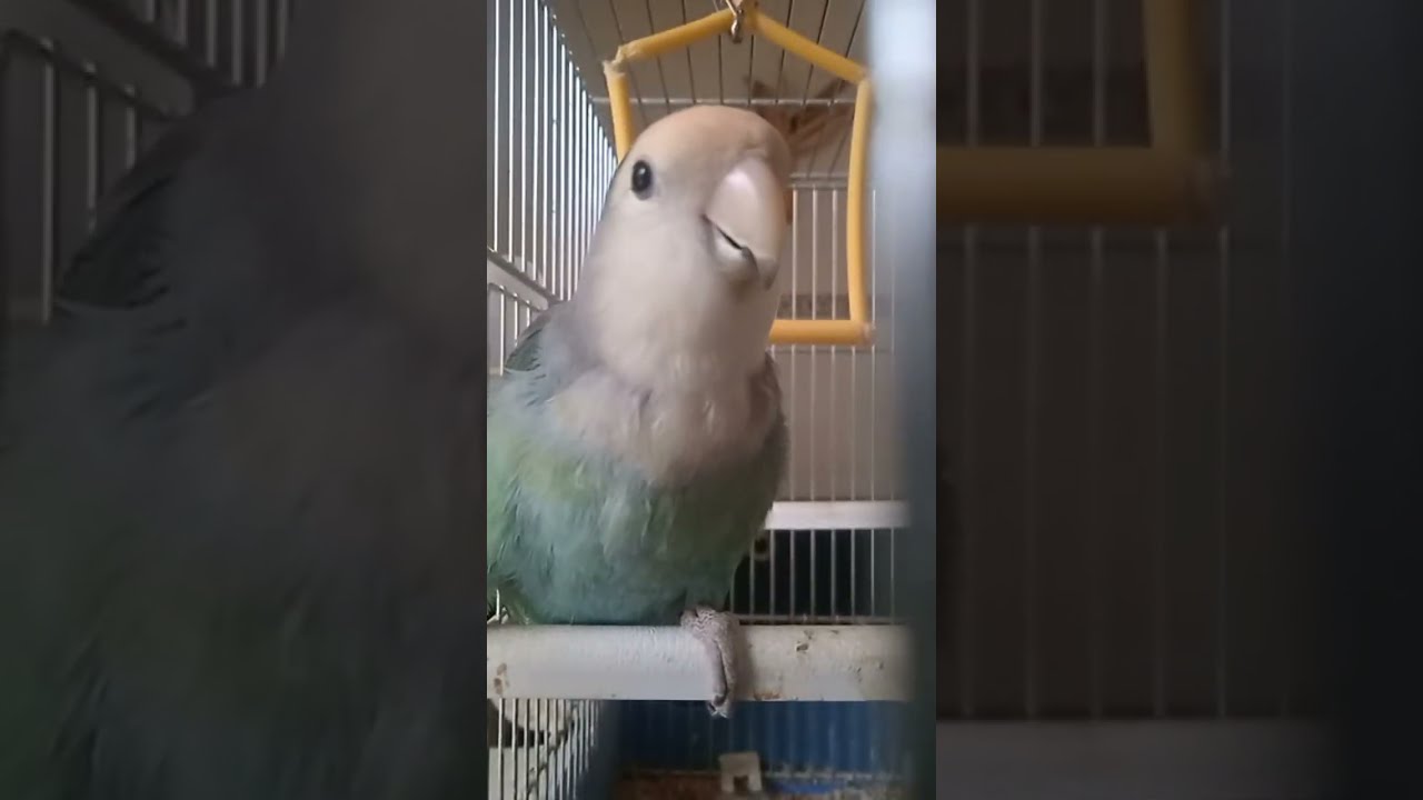 ¡RAIN BIRDS FLOWERS AND MORE  está emitiendo en directo!