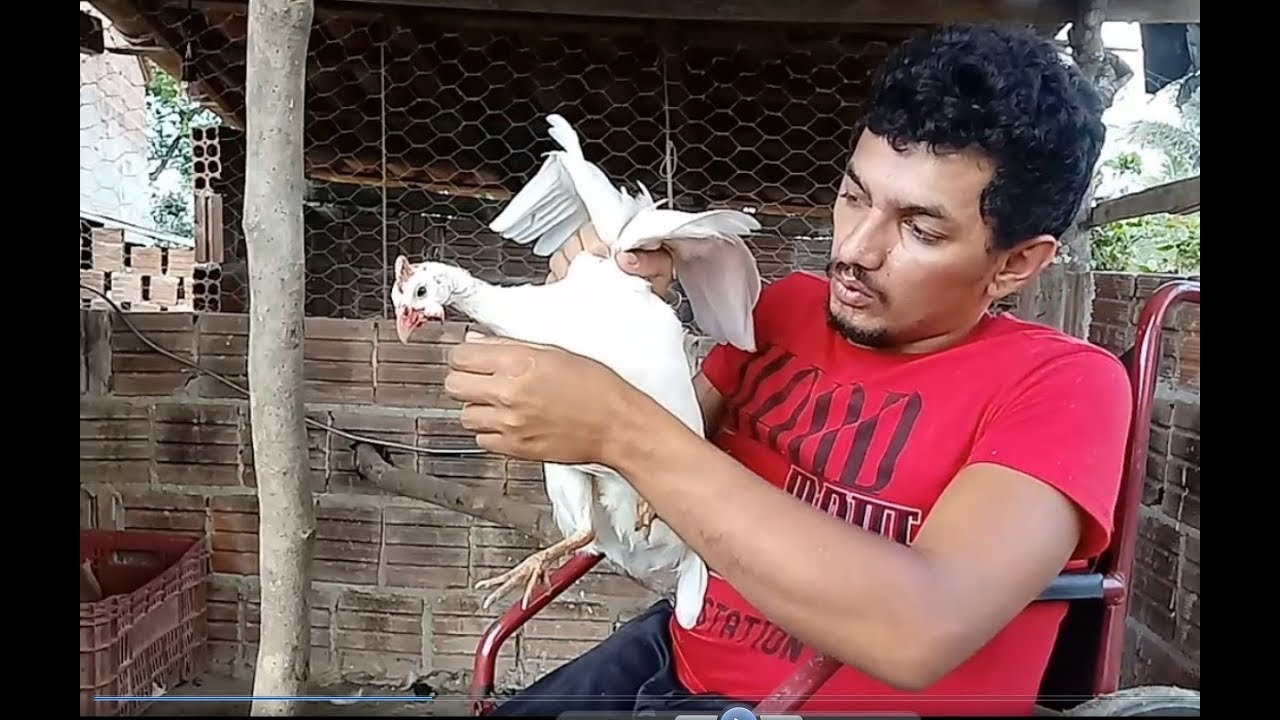 COMO SABER Se a Galinha da Angola é Macho ou Fêmea