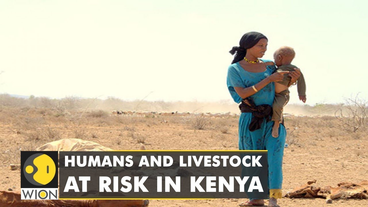 Northern Kenya endures severe drought, lack access to food and water | WION News
