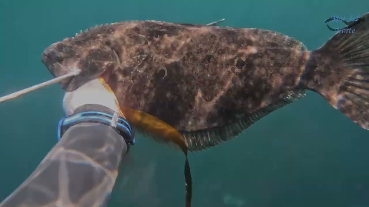 pesca submarina de lenguado en el norte de chile
