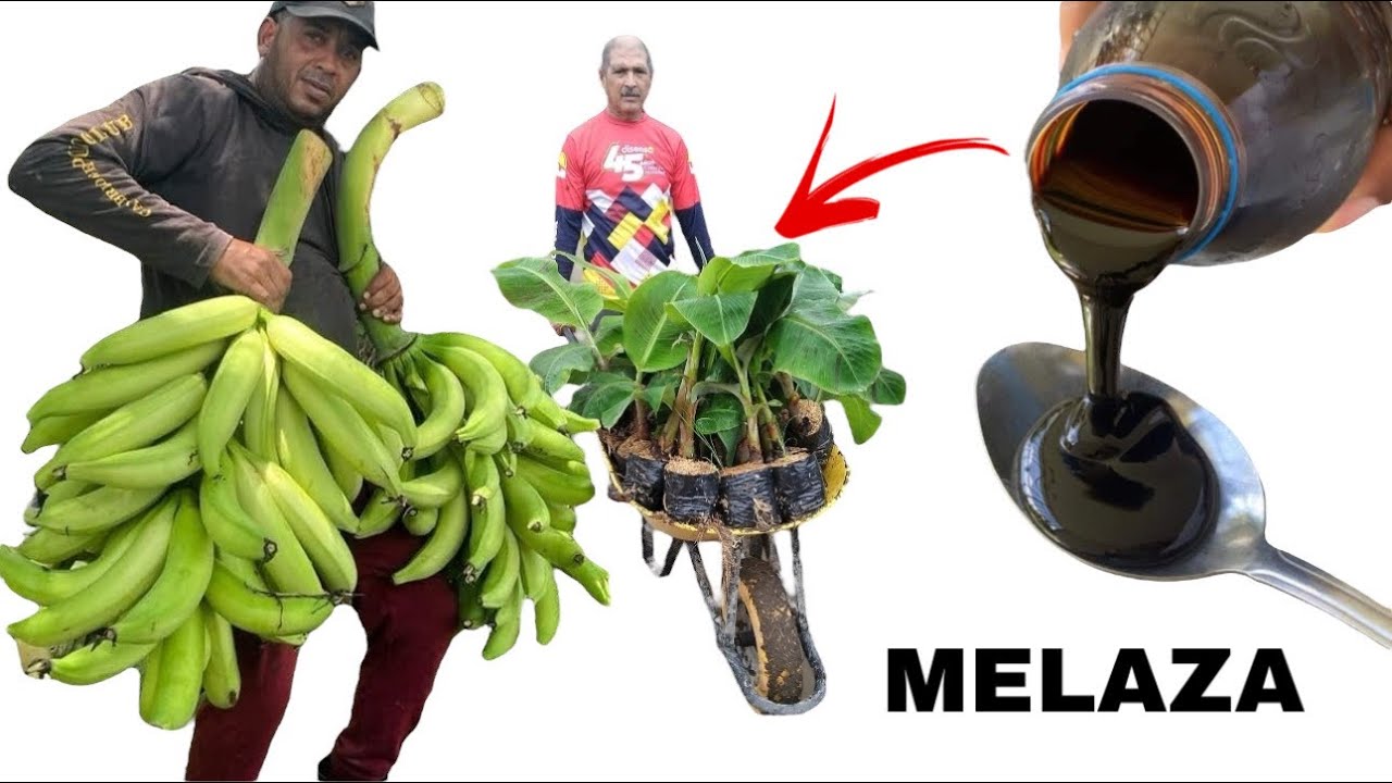 CRECERÁ MIL VECES MÁS RÁPIDO CON EL MEJOR FERTILIZANTE PARA El PLÁTANO