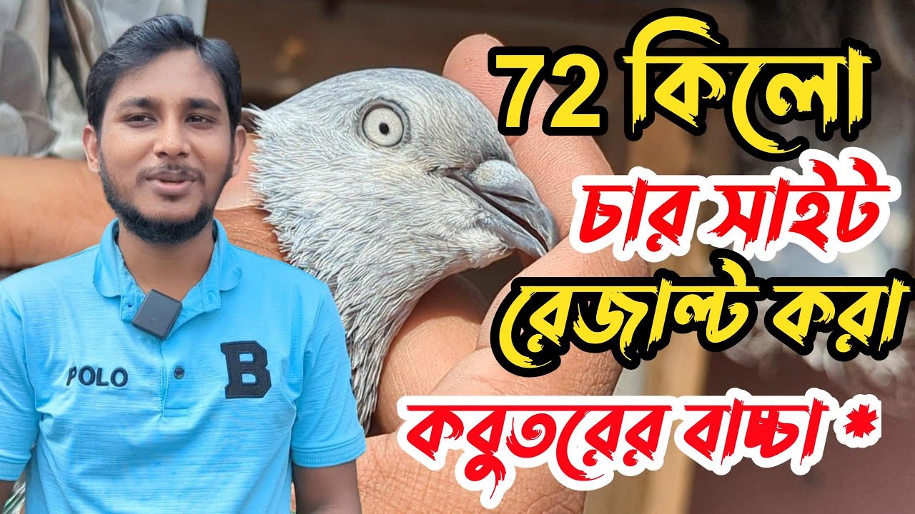 বাহাওর কিলো চার সাইট রেজাল্ট করা কবুতরের বাচ্চা সহ অসংখ্য রেজাল্ট করা কবুতরের বাচ্চা
