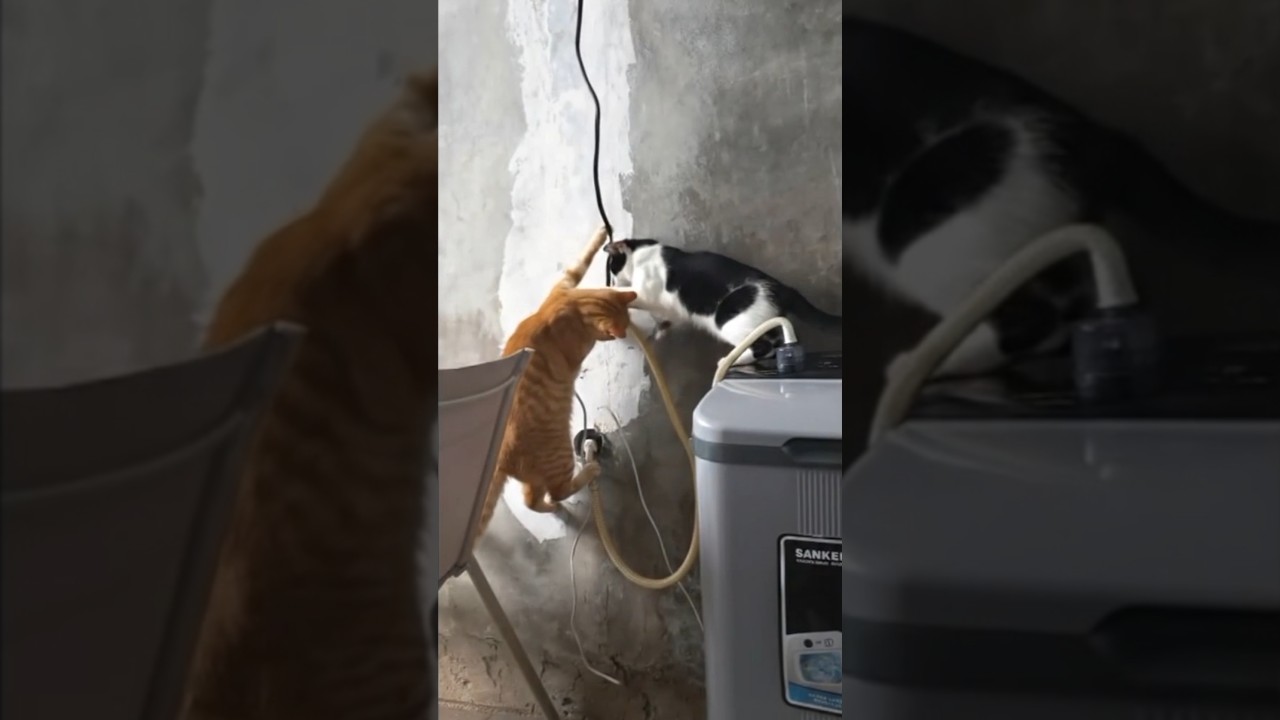 kucing lucu kucing jail  kucing bercanda 