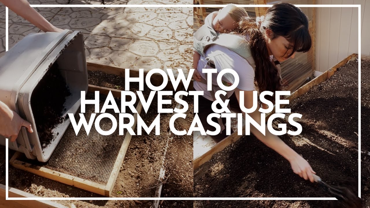How to Harvest Worm Castings and How to Use Worm Castings in the Garden | Hey It's A Good Life