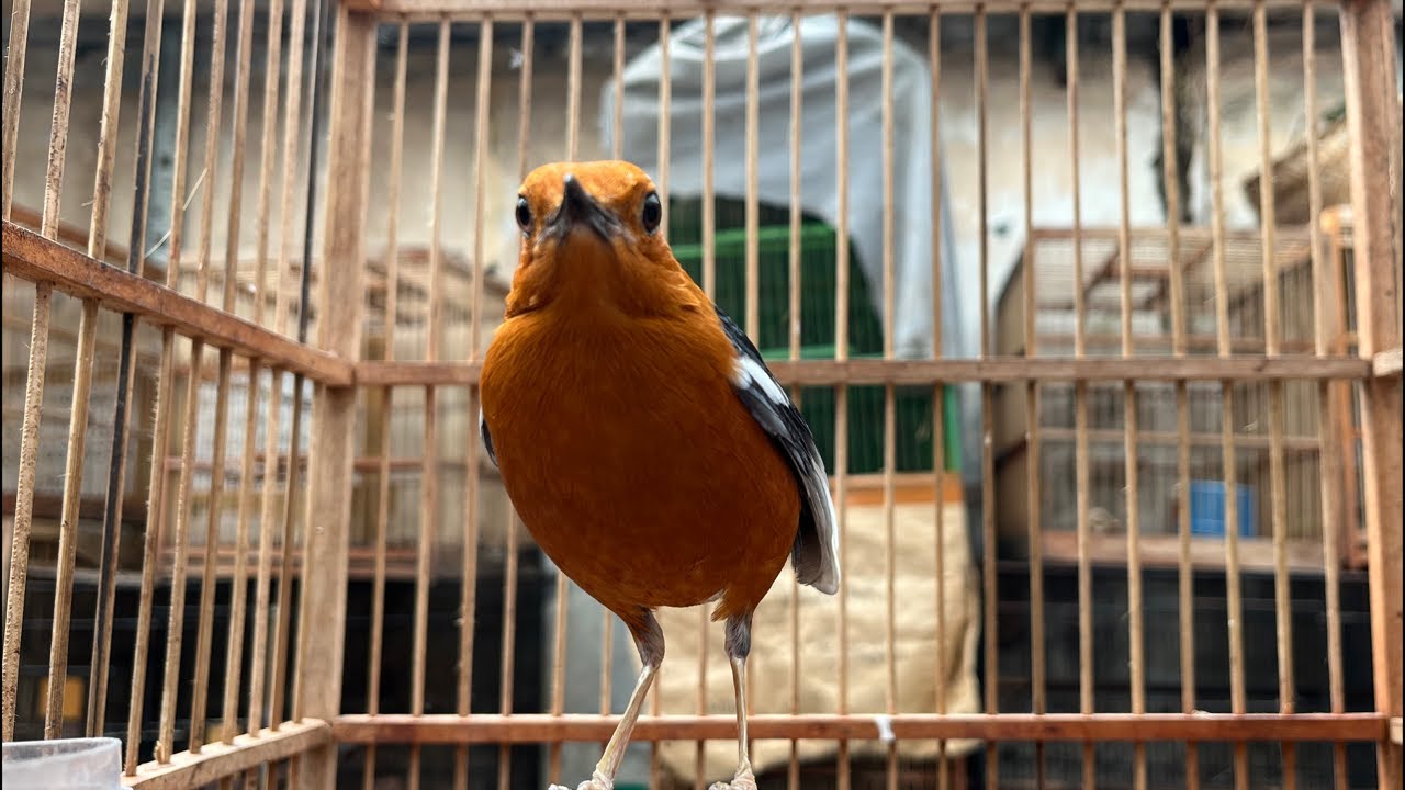 UPDATE STOK KIOS ABADI BIRD PALMERAH TERBARU !!! 10 FEBRUARI 2026