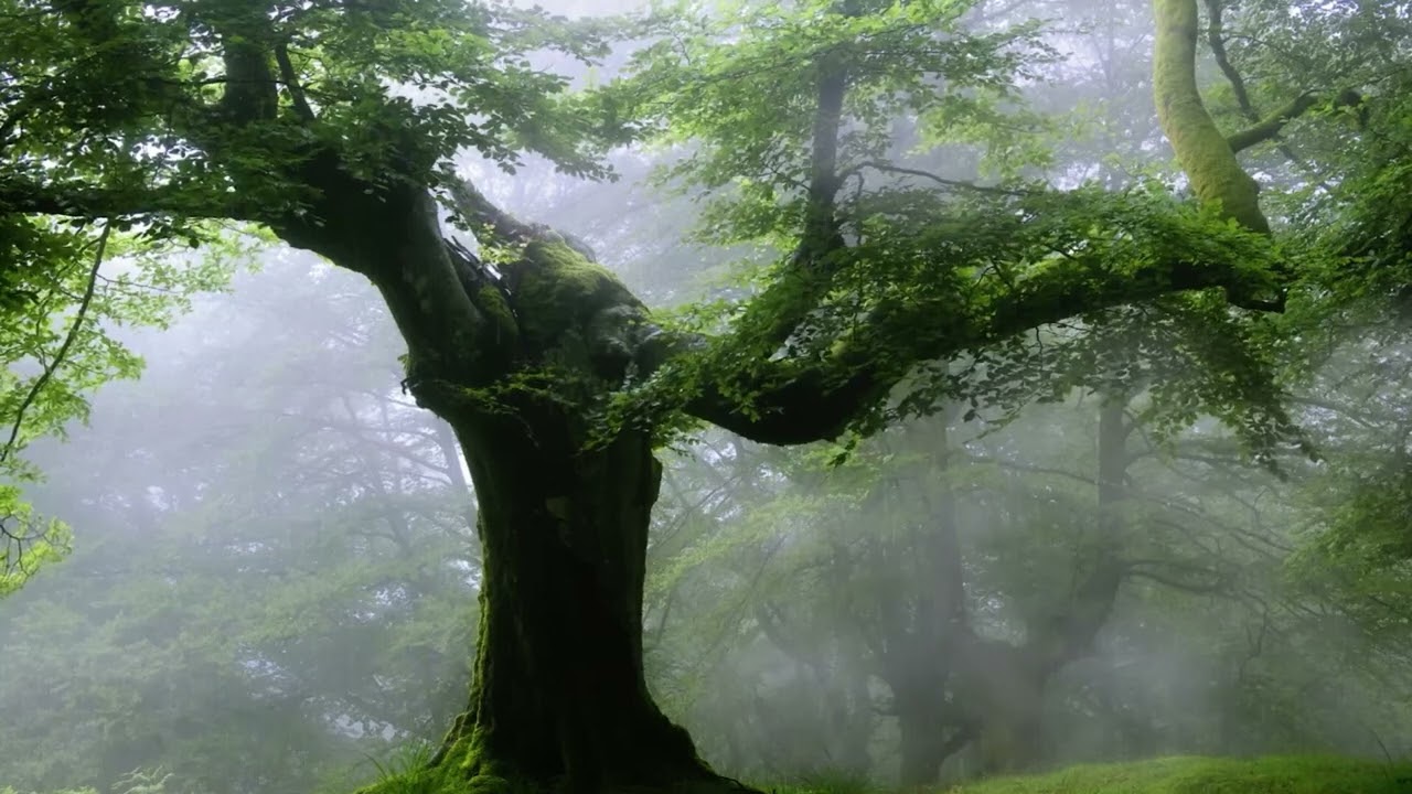`3-Hour Enchanted Forest Meditation | Ancient Mossy Trees & Mystical Ambient Music`