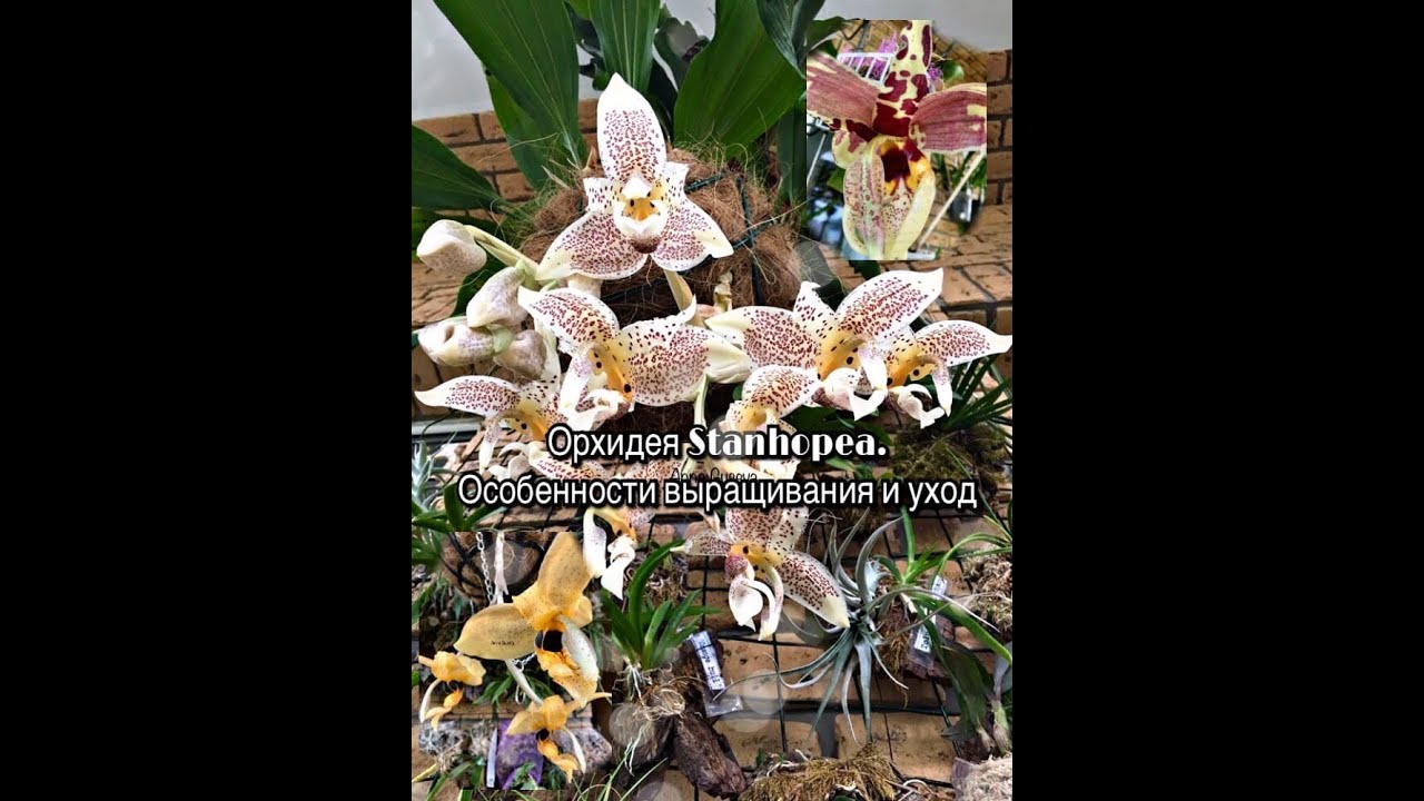 Орхидея Stanhopea , стангопея