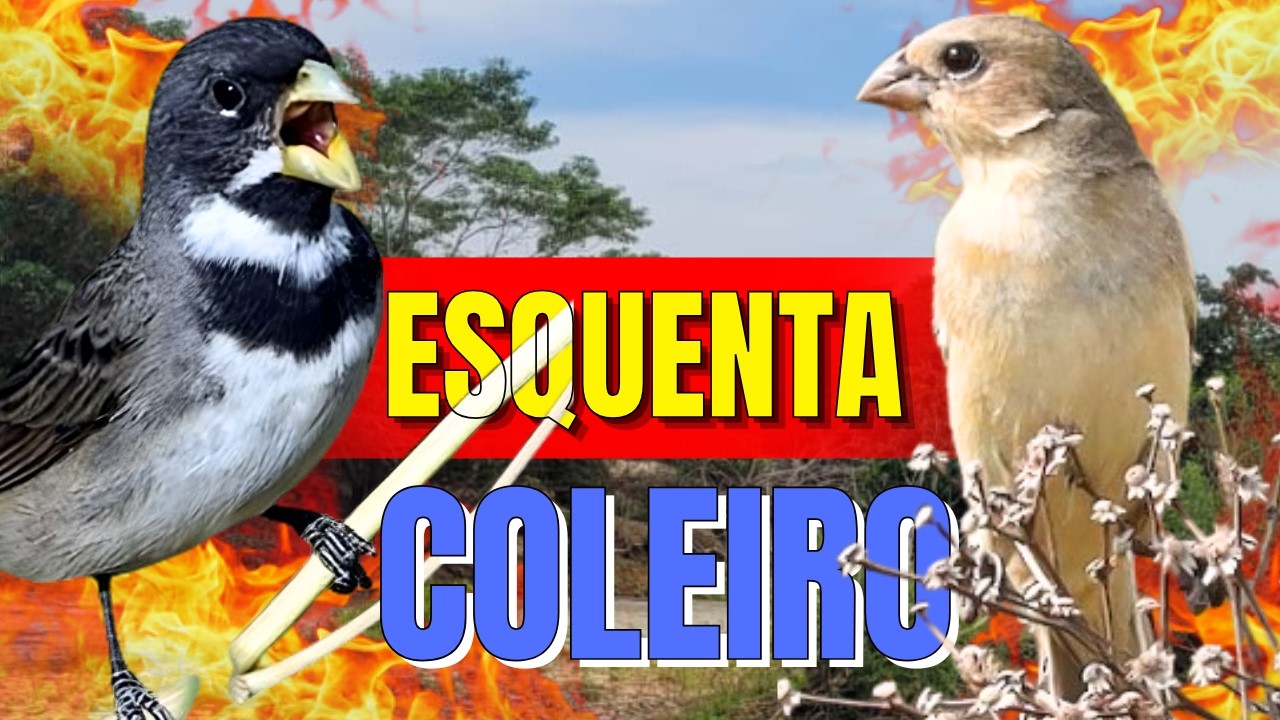 ESQUENTAR COLEIRO TUÍ TUÍ COM COLEIRO TUÍ TUÍ E FÊMEA DE COLEIRO CHAMANDO PARA ESQUENTAR COLEIRO