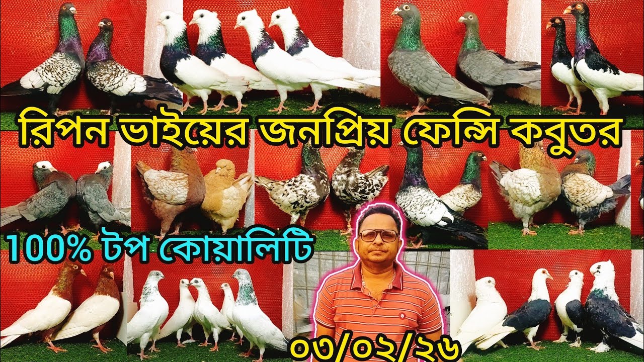 রিপন ভাইয়ের সর্বোচ্চ কোয়ালিটি সম্পূর্ণ ফেন্সি কবুতর কিনুন | pigeon video | কবুতর | fancy pigeon |