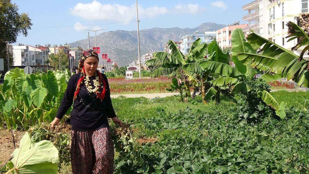 21 BOZYAZI KARAYOLUNDA FISTIK SÖKÜMÜ 1