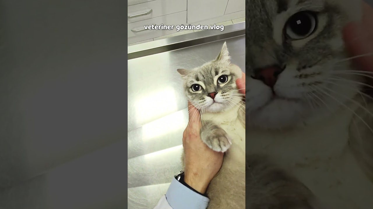 KEDİ SEVME SMİLASYONU 😍 veteriner gözünden vlog