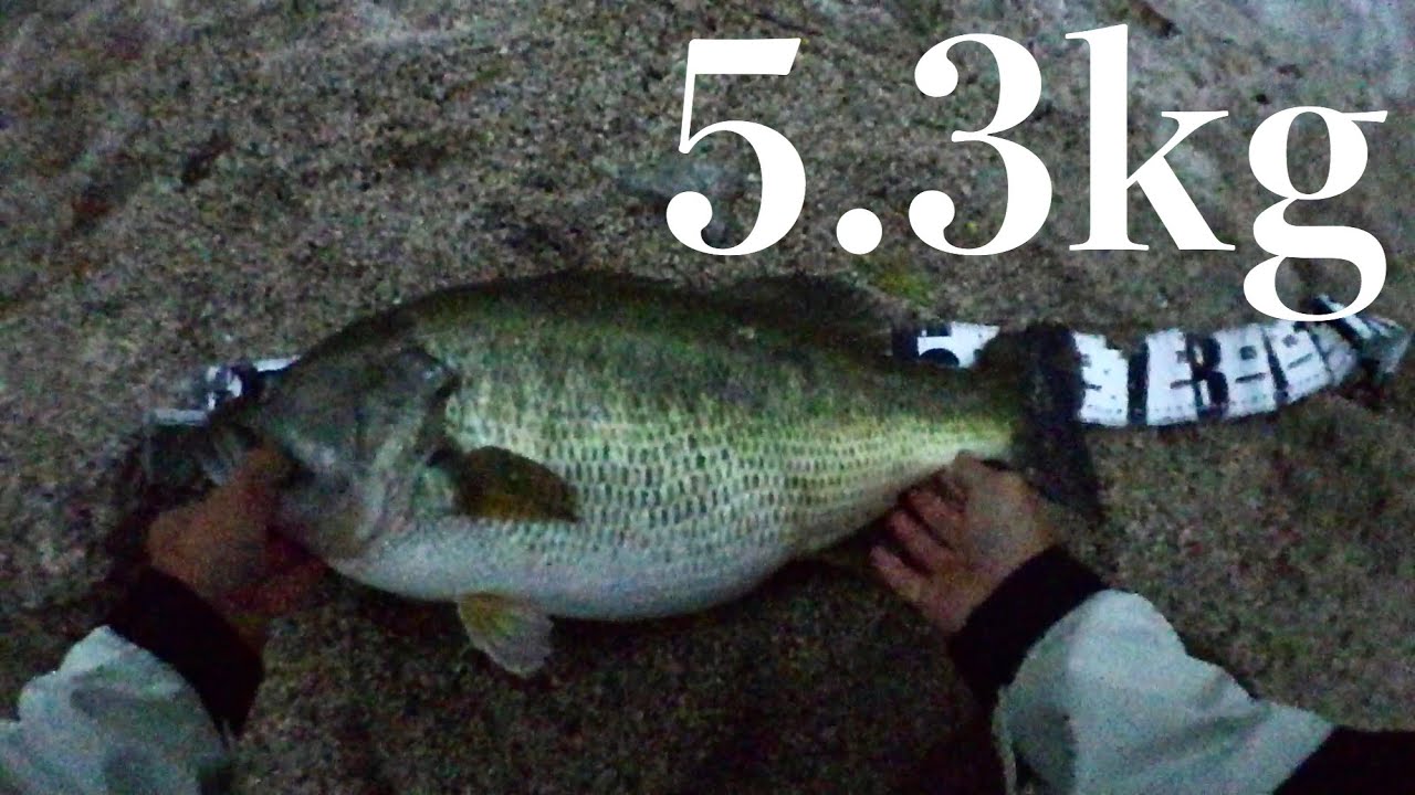 衝撃のおかっぱり５キロオーバー捕獲!!!!!余裕のロクマル１０ポンドオーバー！bassfishing【11.5LB over Megaton bass!!】