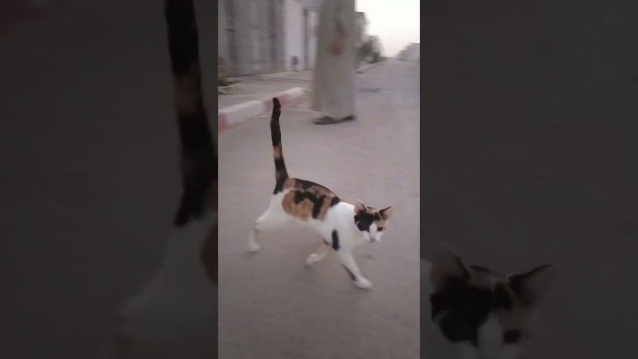 خروج القطط كل صباح للحظات ثم العودة للمنزل