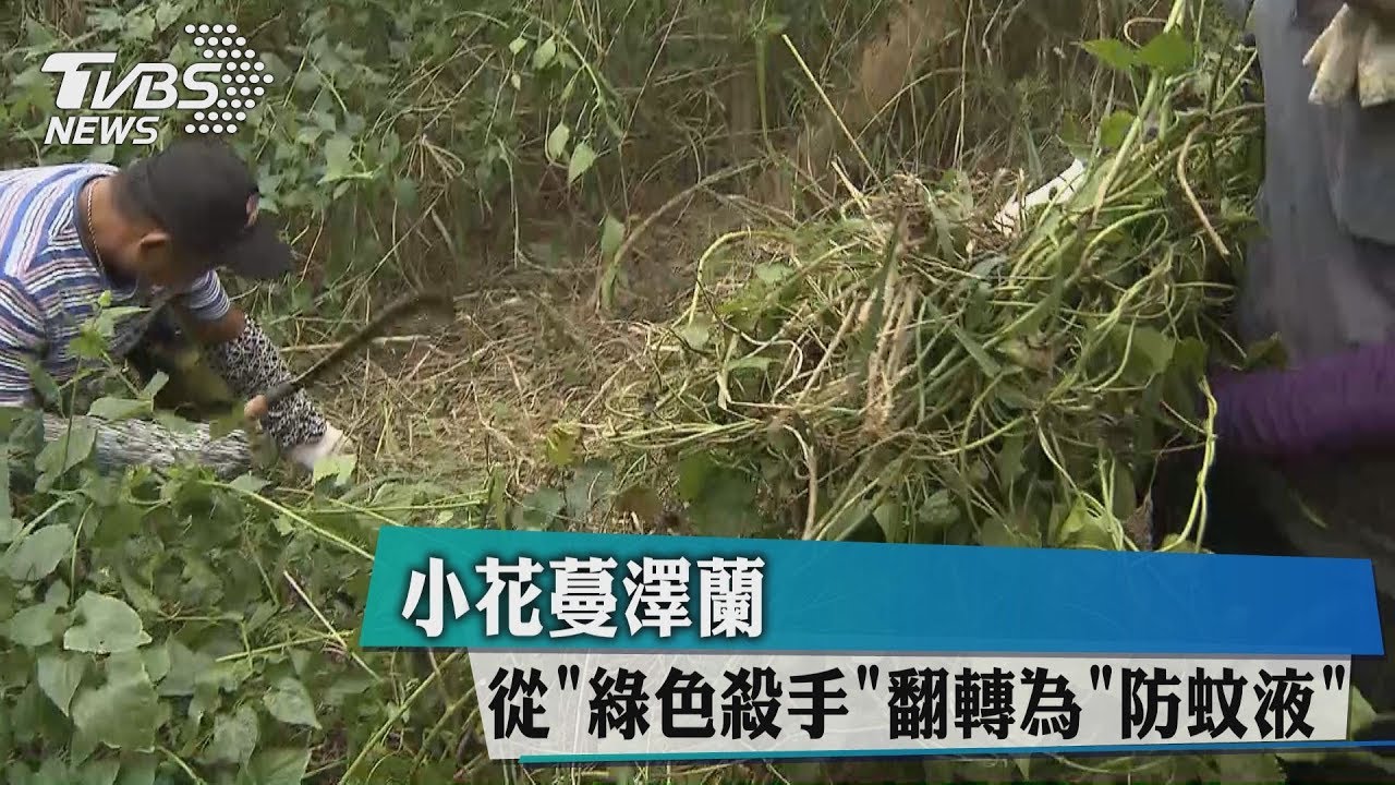 小花蔓澤蘭　從＂綠色殺手＂翻轉為＂防蚊液＂