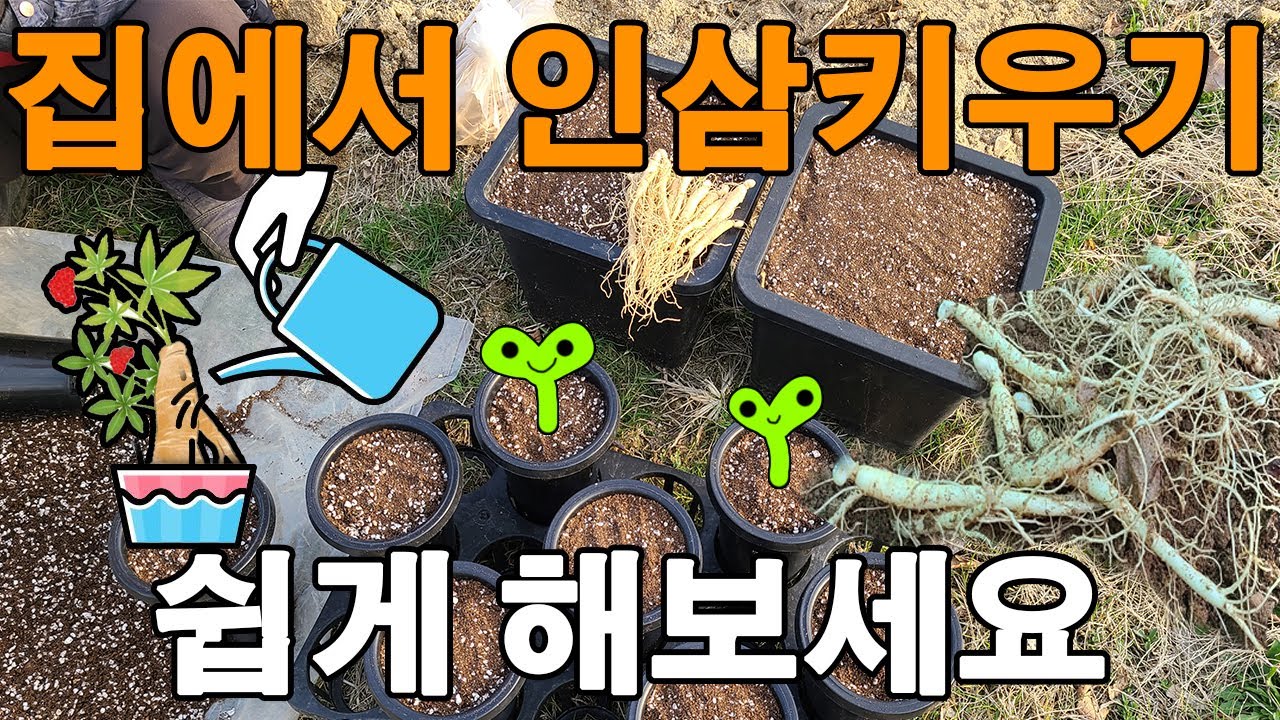 화분에서 인삼재배 하는방법 새싹삼 산양삼 장뇌삼 - ginseng