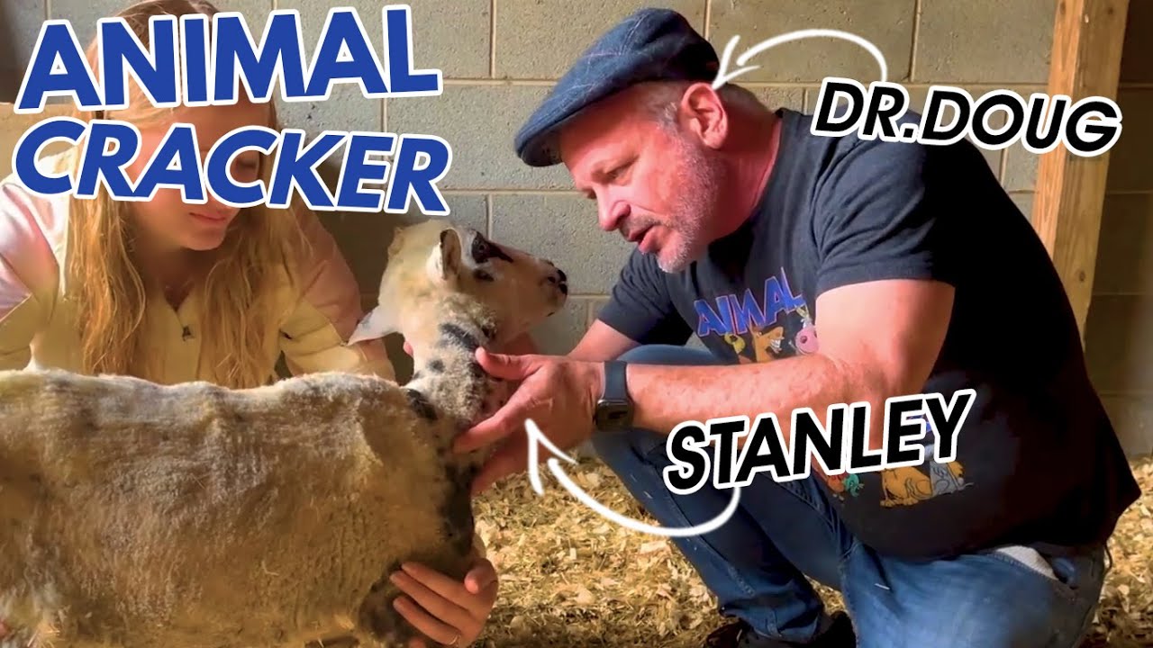 SPECIAL CASE: STANLEY THE SHEEP W/ A BENT NECK 🐑 *WAIT TO SEE RESULTS!* 😱