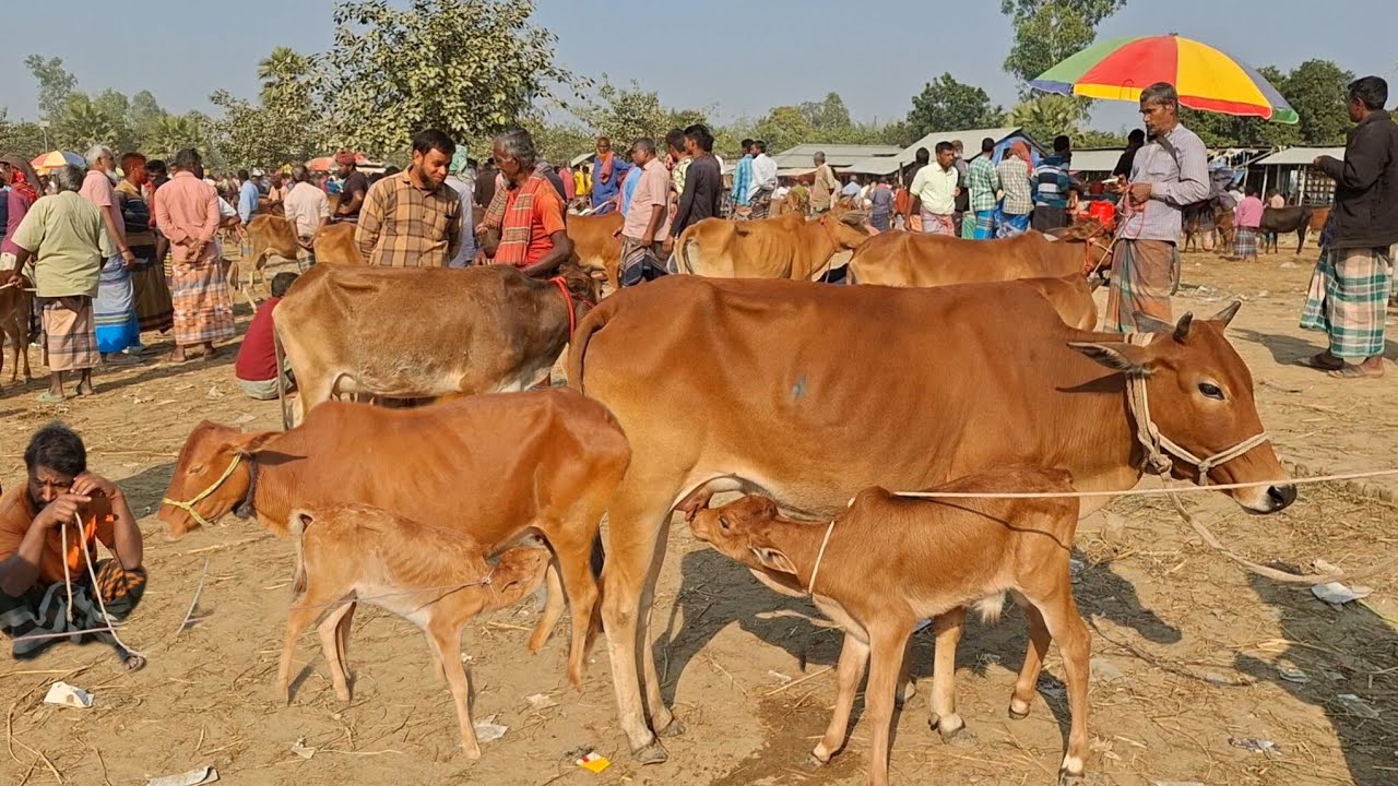 ৩০ জানুয়ারি 2026| ৫০ থেকে ৮০ হাজারে বাচ্চাসহ গাভী গরুর দাম জানুন | রানীগঞ্জ হাট | থেকে দিনাজপুর 