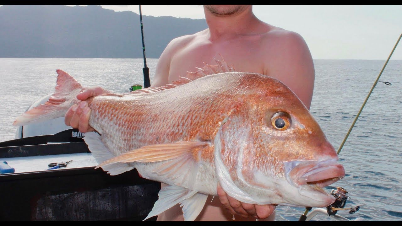 MEGA SNAPPER on Cheap kids fishing Rod