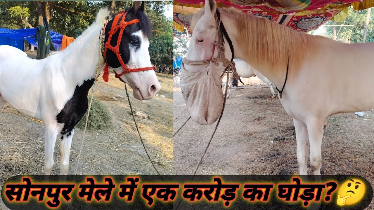 भारत का सबसे बड़ा हॉर्स मार्केट, 🐎  ऐसे घोड़े आपने कभी नहीं देखे! Horse Market जहाँ मिलता है घोड़े