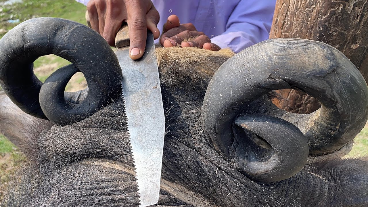 Critical condition #buffalo #hurting 😭painful butt am triming Horng 