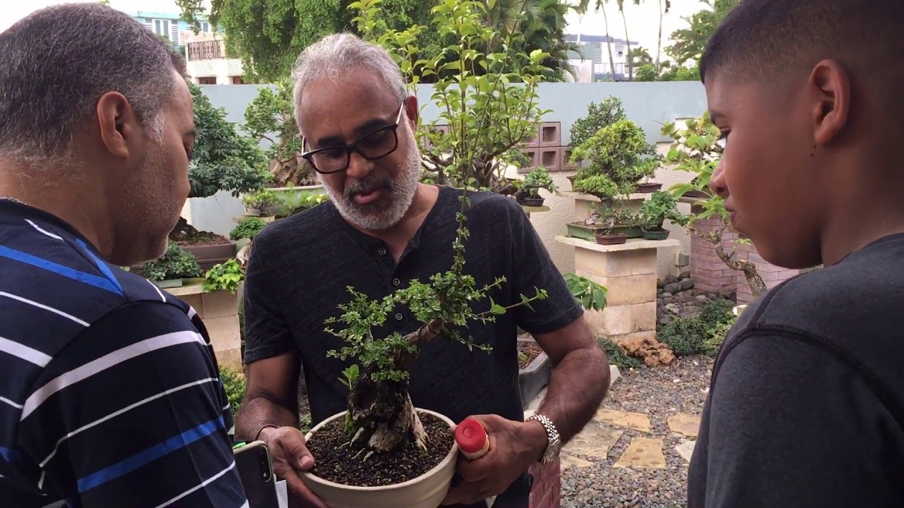 Visita a Colección de Bonsai 1