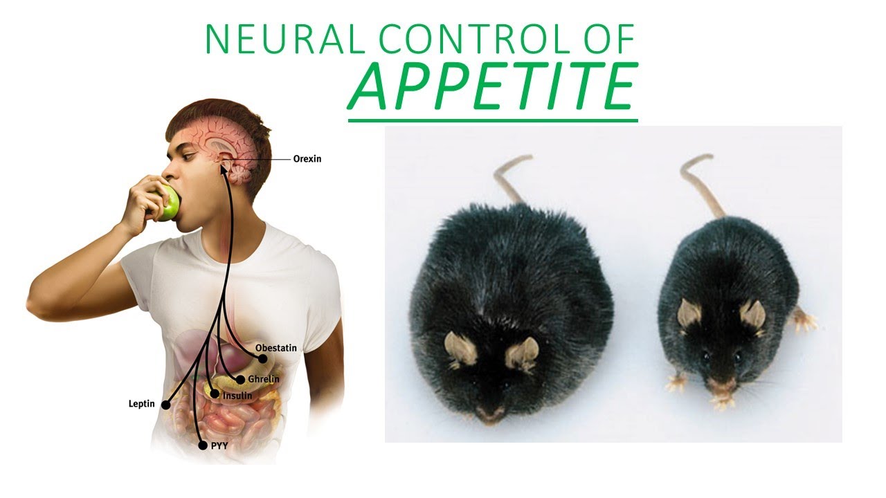 Introduction to Neuroscience 2: Lecture 15: appetite