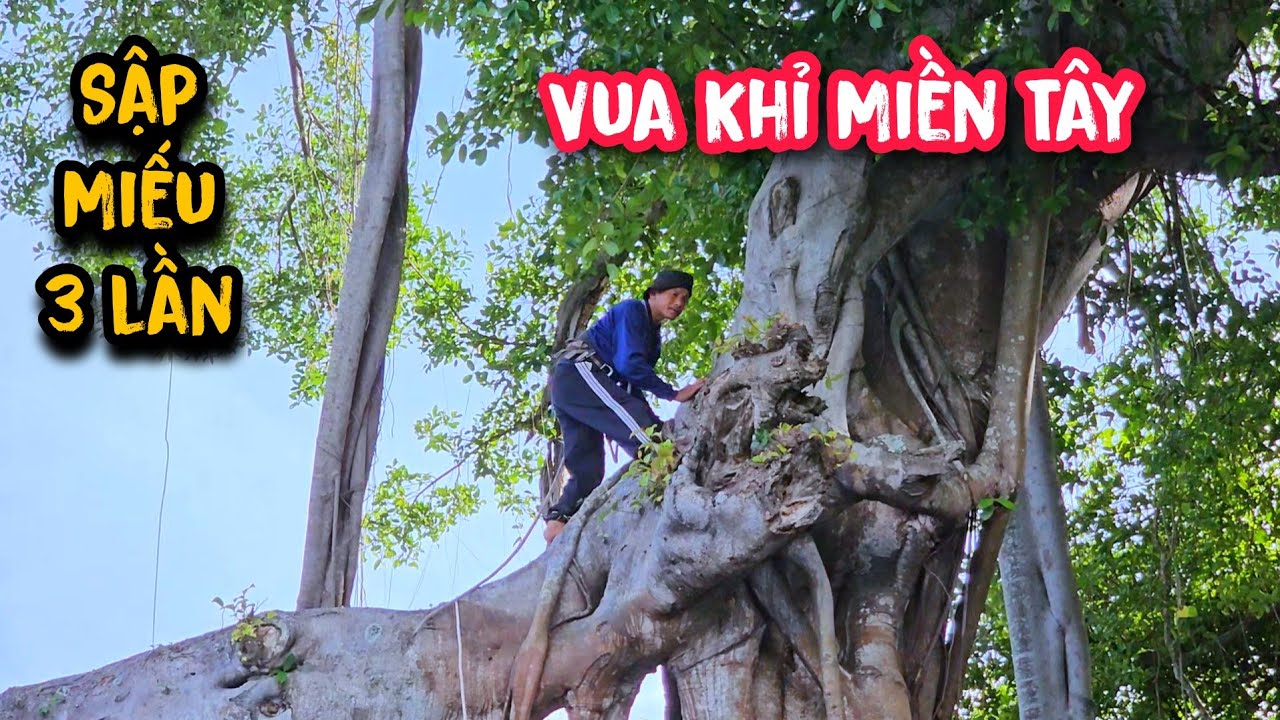 Vua Khỉ cưa cây Da khủng trên 200 tuổi ở Hòn Đất Kiên Giang (Phần 1).