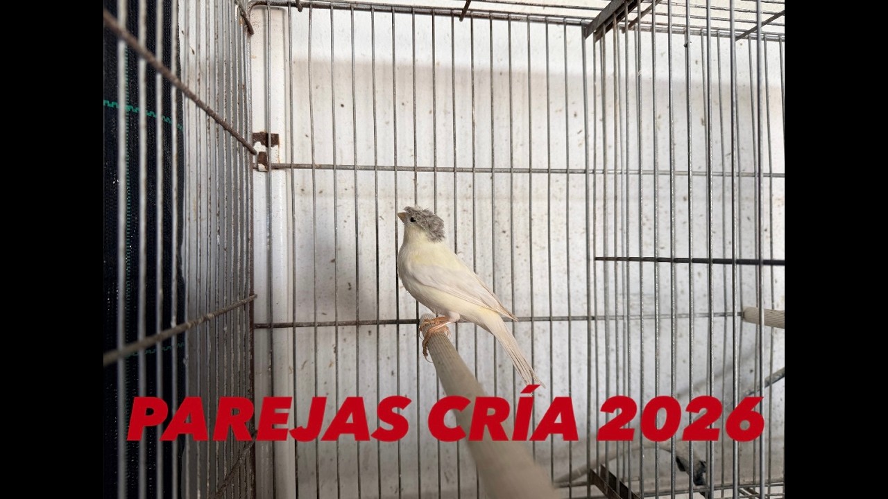 Parejas cría 2026