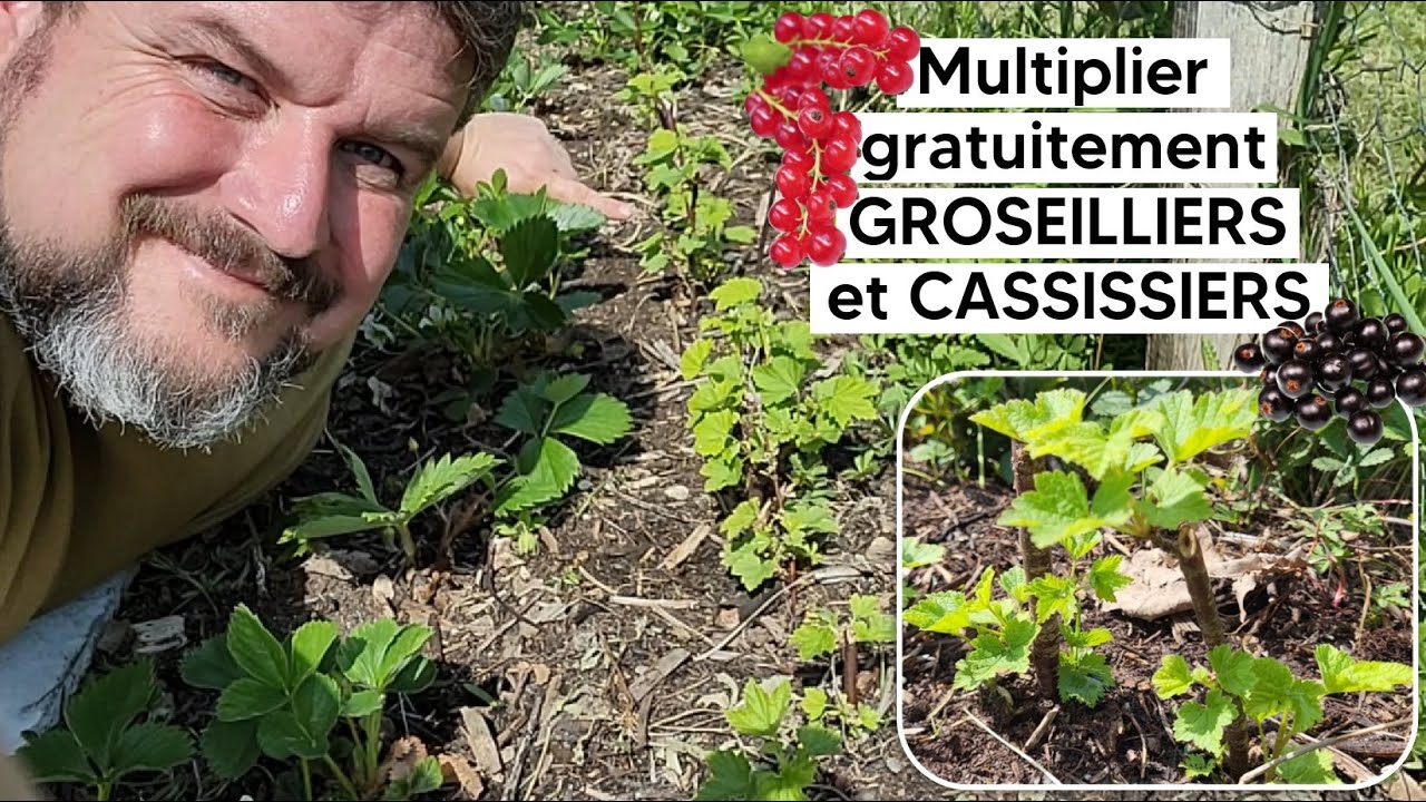 Comment multiplier gratuitement GROSEILLIERS, CASSISSIERS et CASSEILLERS『TUTO』