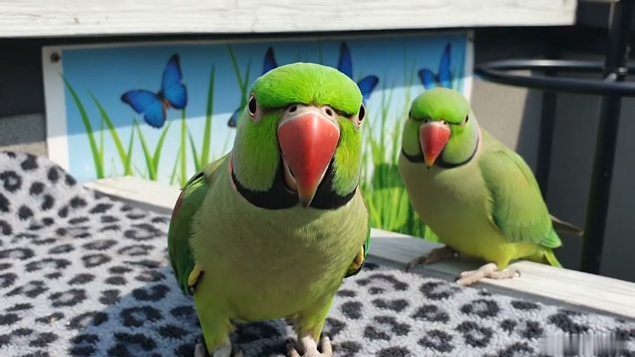 Parrot Talking Cute Sounds | Natural Bird Voice