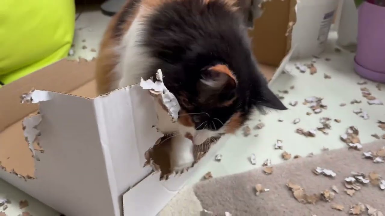 So cute, cat chewing a box 