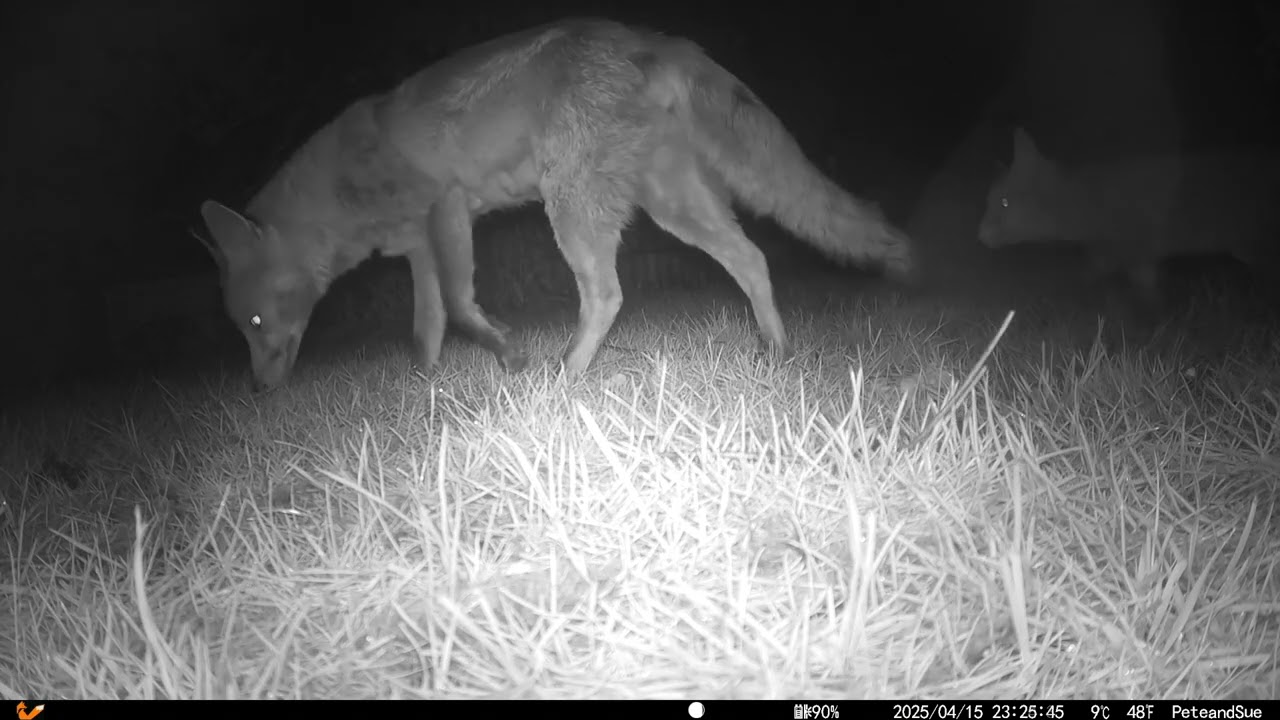 Fox Shed Watch - 15th-16th April 2025